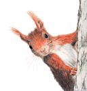FM Wildart wildlife artist Alloa Clackmannanshire